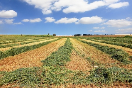 האם שינוי ייעוד בקרקע חקלאית יגרום לאובדן הזכויות בה?